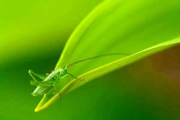 网络游戏定价新规引发热议，民族企业国际化风格引关注